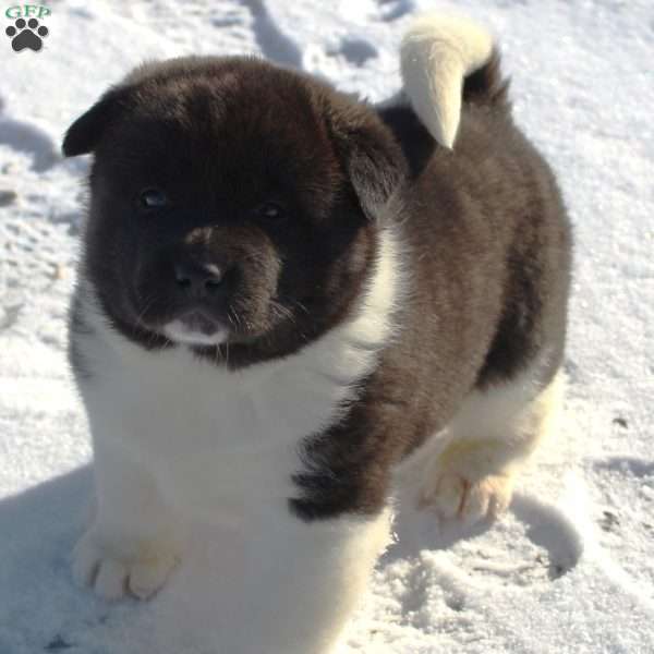 luna, Akita Puppy